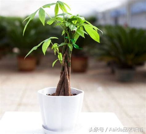 發財樹如何修剪|發財樹修剪全攻略：讓你的植物更茂盛 – 植物盆栽綠寶典